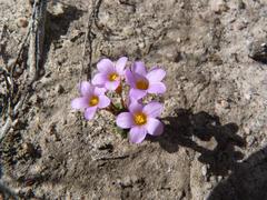 Oxalis punctata