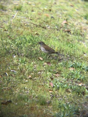 Turdus pallidus