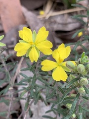 Hibbertia australis