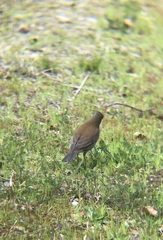 Turdus pallidus