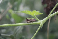 Hyphinoe camelus