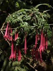 Fuchsia petiolaris