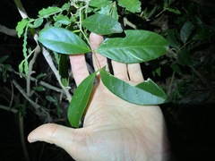 Loeseneriella barbata