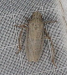 Prairiana