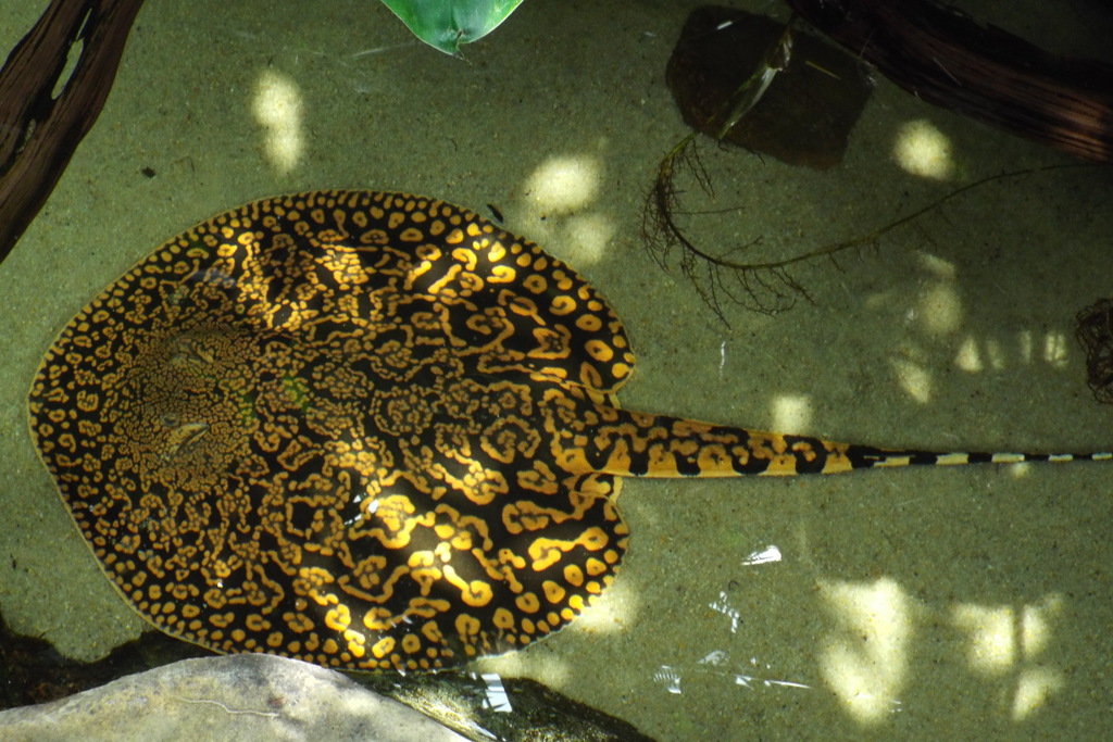 Tiger Freshwater Stingray