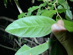 Loeseneriella barbata