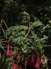 Fuchsia petiolaris