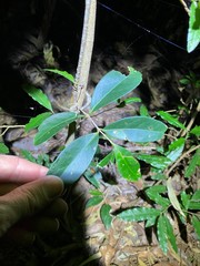 Loeseneriella barbata