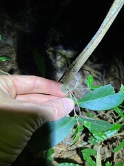Loeseneriella barbata
