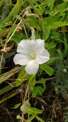 Calystegia sepium limnophila
