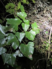 Barklya syringifolia