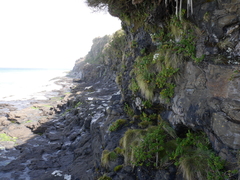 Anisotome lyallii