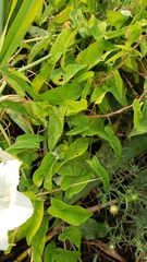 Calystegia sepium limnophila