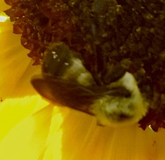 Bombus nevadensis