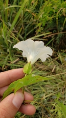 Calystegia sepium limnophila
