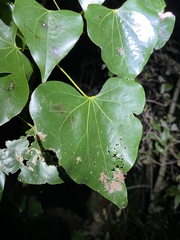 Barklya syringifolia
