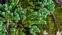 Diphasiastrum alpinum