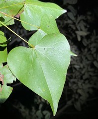 Barklya syringifolia
