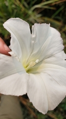 Calystegia sepium limnophila