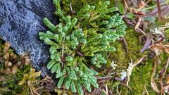 Diphasiastrum alpinum