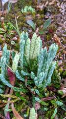 Diphasiastrum alpinum