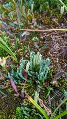 Diphasiastrum alpinum