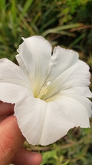 Calystegia sepium limnophila