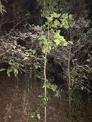 Barklya syringifolia