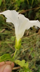 Calystegia sepium limnophila