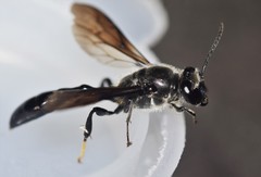 Trypoxylon lactitarse