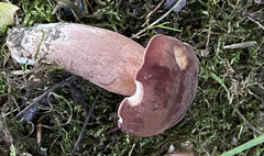 Tylopilus badiceps