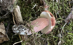 Tylopilus badiceps