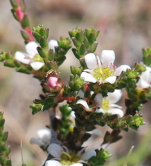 Diosma passerinoides