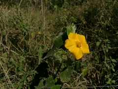 Abutilon hypoleucum