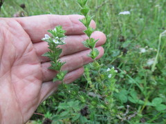 Euphrasia hirtella