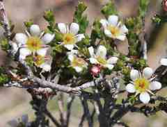 Diosma passerinoides