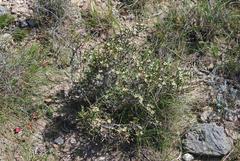 Diosma passerinoides