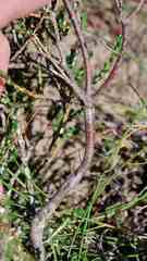 Diosma passerinoides