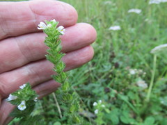 Euphrasia hirtella