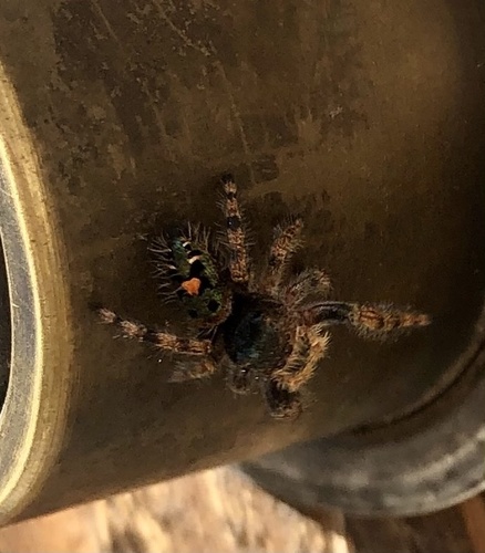 Bold Jumping Spider photographed in Utah