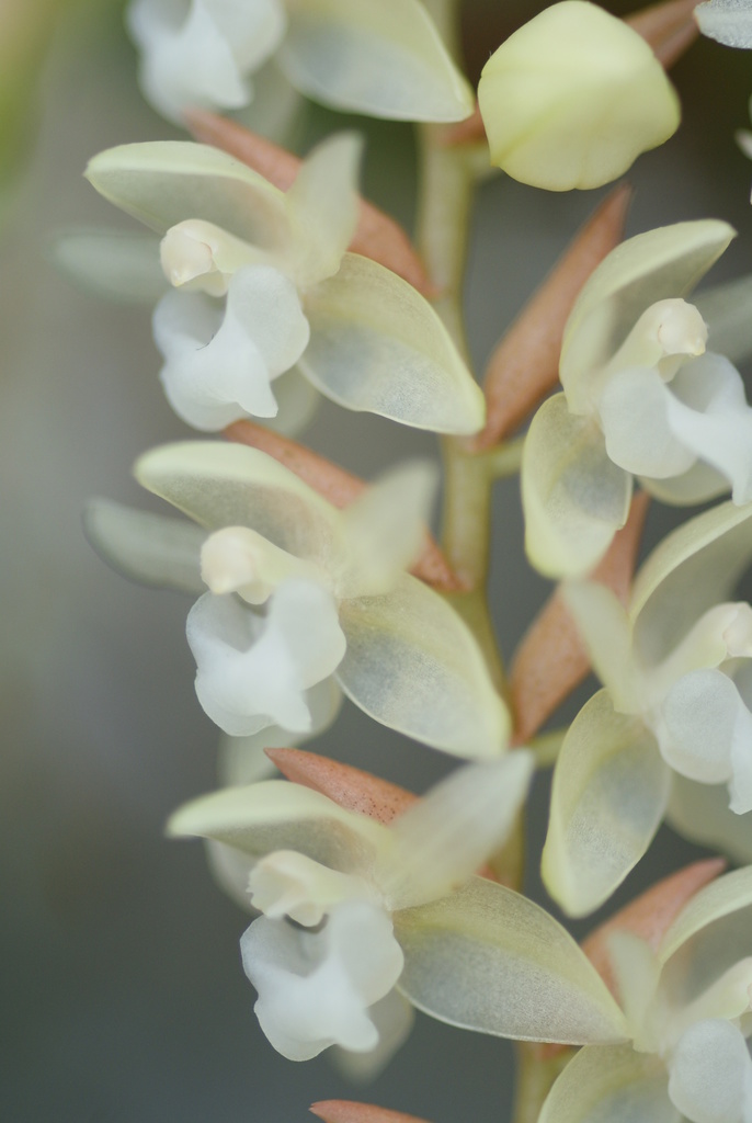 Pholidota