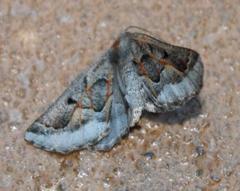 Drepanogynis intricata