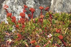 Crassula rubricaulis
