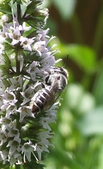 Megachile texana