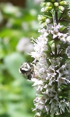 Megachile texana