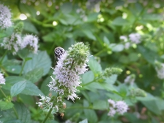 Megachile texana