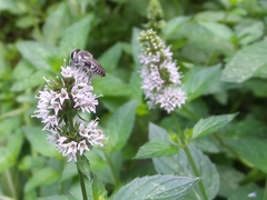 Megachile texana