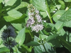 Megachile texana