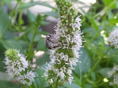 Megachile texana