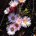 Gerbera natalensis - Photo ללא זכויות יוצרים, הועלה על ידי Peter Warren